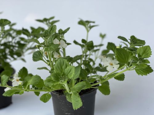 5x Bakopa Bacopa Sutera biała, sadzonki na Arena.pl