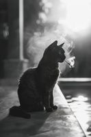 Plakat 20x30cm Kocia Przerwa