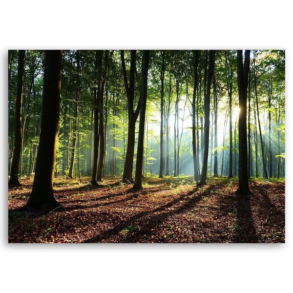 Emaga Obraz na płótnie, Las o wschodzie słońca - 90x60 zdjęcie 3