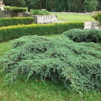 Jałowiec łuskowaty BLUE CARPET Niebieski dywan Zadarniający Niski P9