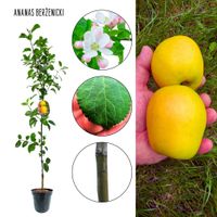 Jabłoń Ananas Berżenicki doskonała na przetwory 100-150 cm