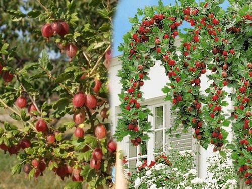 AGREST TRIUMF NA PNIU CZERWONY PLENNY wyjątkowo soczyste i zdrowe na Arena.pl