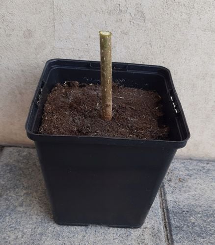 Drzewo tlenowe Paulownia Shan Tong Już zdrewniała przyrost roczny 3 na Arena.pl