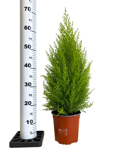 Cyprys Goldcrest Wilma 70 cm na Arena.pl