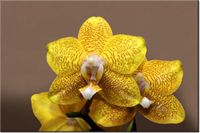 120CM 80CM OBRAZ ŚCIENNY CYTRYNOWA ORCHIDEA