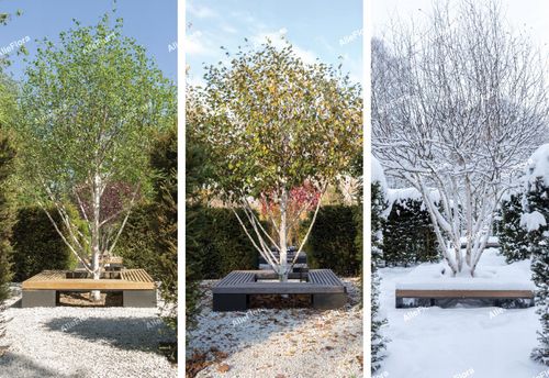 Brzoza pożyteczna 'Doorenbos' Biała kora 40-60cm (Betula utilis) P13 na Arena.pl