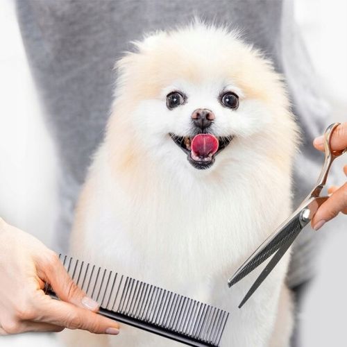 MASZYNKA DO STRZYŻENIA PSA KOTA KOTÓW PSÓW ZESTAW GOLARKA 11 ELEMENTÓW pies na Arena.pl