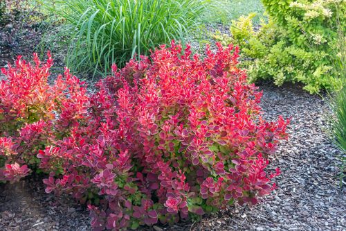 Berberys Thunberga 'Ruby Star' (Berberis thunbergii) Doniczka 2.0L na Arena.pl