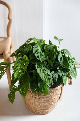 Monstera Monkey Mask Adansonii - Bardzo Ładny Kwiatek Szwajcarski Ser na Arena.pl