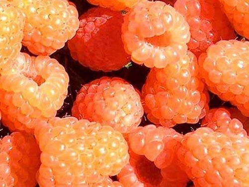 Malina żółta (Rubus idaeus) Valentina C2 E na Arena.pl