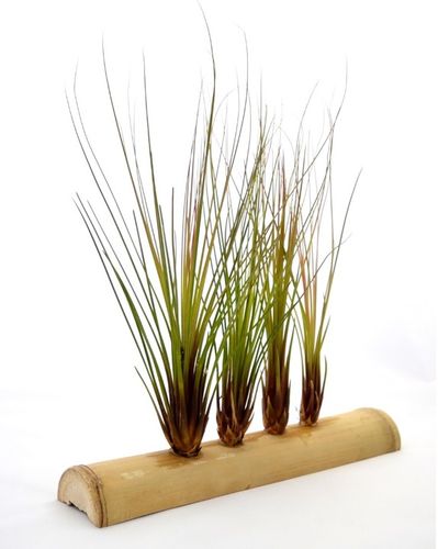 TILLANDSIA, OPLĄTWA X 6 SZT, NA START ! airplant na Arena.pl