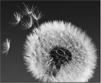 60CM 50CM OBRAZ ŚCIENNY DMUCHAWIEC GEMMA STILES DRUK PŁÓTNO