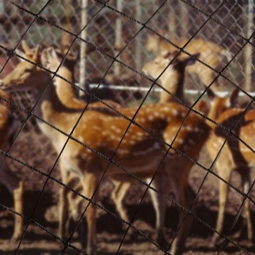 OCHRONNA SIATKA NA PTAKI GOŁĘBIE 10X10M MOCNA PRZECIW PTAKOM SZPAKOM na Arena.pl