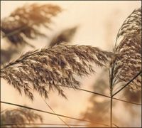 Tło do fotografii produktowej kulinarnej Flat Lay