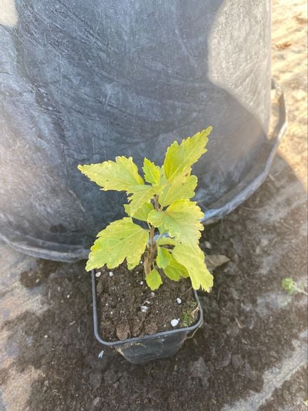 Hibiskus Niebiesko-fioletowy odporne na mróz - sadzonki 30 / 50 cm na Arena.pl