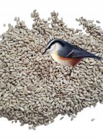 Słonecznik łuskany 5 kg Pokarm do karmnika dla ptaków zimującychGRATIS