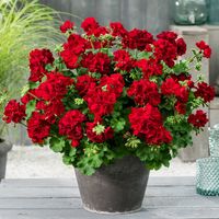 Pelargonia hybrydowa półzwisająca Calliope czerwona Pelargonium Calliope Dark Red