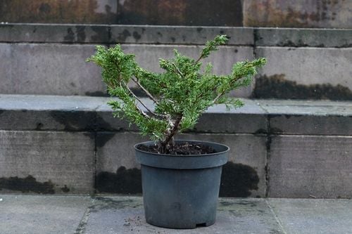 Jałowiec chiński Shimpaku - Juniperus chinensis 0069 na Arena.pl