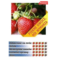 WSZECHSTRONNA TRUSKAWKA odmiana KORONA, 10 szt. sadzonek ukorzenionych