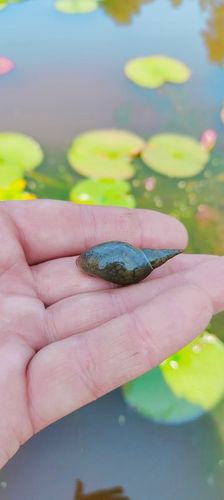5 x Ślimak Błotniarka Stawowa Filtruje i oczyszcza Na Glony na Arena.pl