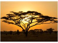 50X70CM AKACJA SERENGETI OBRAZ POKOJU DREWNINE