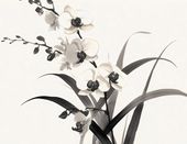 Plakat 65x50cm Orchidea