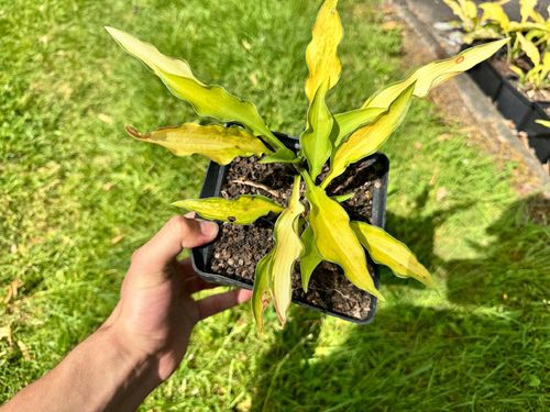 Funkia Hosta 'Pineapple Upsidedown Cake' W DONICZCE 2.0L, Żółta Dekoracyjna na Arena.pl