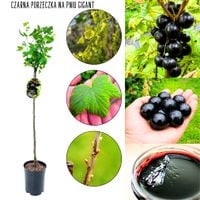 Czarna Porzeczka Gigant wielkoowocowa NA PNIU 80-120 cm
