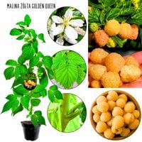 Malina Golden Queen żółta odmiana z USA KRZEW 40-70 cm