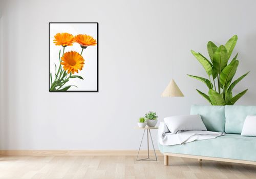 Plakat 64x90cm Słoneczne Kalendule na Arena.pl