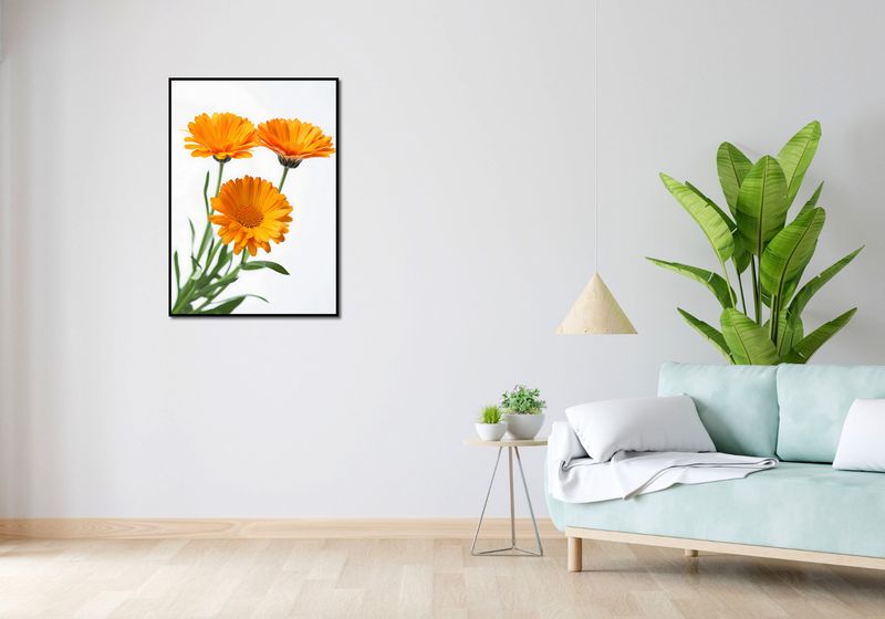 Plakat 64x90cm Słoneczne Kalendule zdjęcie 4