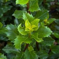 Ostrokrzew 'Blue Prince' Zimozielony Żywopłot Mrozoodporny Ilex ×meserveae