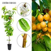 Czereśnia Stark Gold plenna odporna ogrodowa 180-220 cm