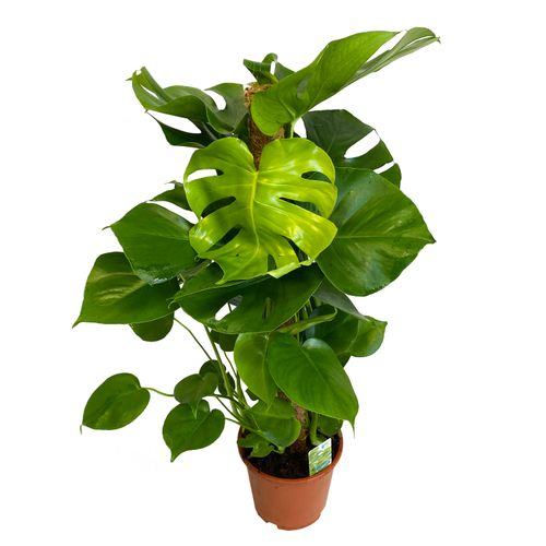 Monstera DZIURAWA DELICIOSA 80 cm na Arena.pl