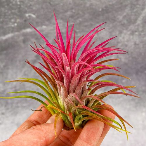 Tillandsia OPLĄTWA ionantha Intensywnie czerwona W ZIMOWYM OPAKOWANIU na Arena.pl