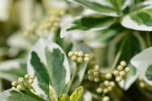 Trzmielina Fortune'a 'Emerald Gaiety' Zimozielona Biała (Euonymus fortunei) na Arena.pl