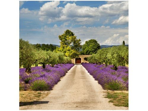 50X50CM DROGA PROWANSJI OBRAZ na Arena.pl