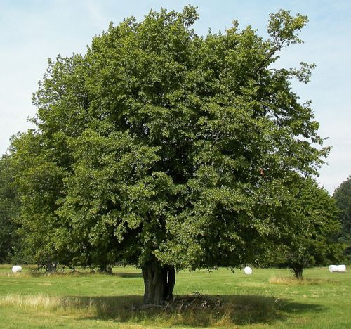 GRAB POSPOLITY Carpinus betulus - NASIONA 1500 sztuk - 100g. na Arena.pl