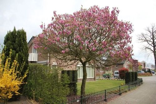 MAGNOLIA  SUSAN - sadzonki 40 / 60 cm na Arena.pl