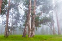Fototapeta NATURA Las we Mgle do Sypialni 135x90