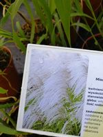 Miskant chiński Memory na suche bukiety