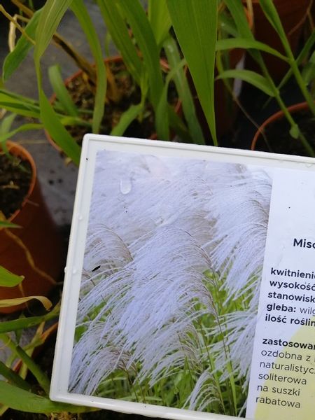 Miskant chiński Memory na suche bukiety zdjęcie 1