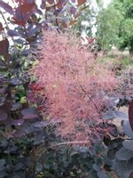 Perukowiec podolski Royal Purple puszyste peruki