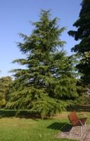 CEDR HIMALAJSKI Cedrus deodara - NASIONA 100 sztuk - 10g.