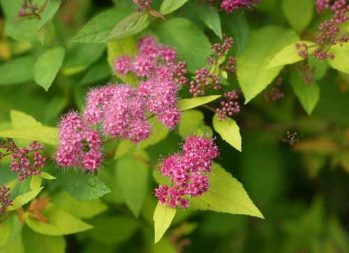 Tawuła japońska 'Sundrop' Miniaturka (Spiraea japonica) Poj. 2.0L na Arena.pl