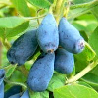 Jagoda Kamczacka Wojtek 5 letnia 7,5 litrowa