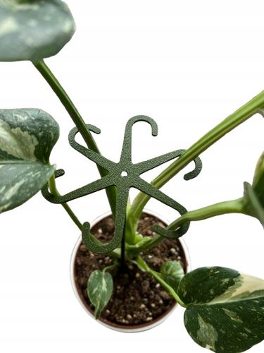 Podpórki do kwiatów podpórka chwytak z prętem 33cm OCTOPUS M 15cm 3 szt. na Arena.pl