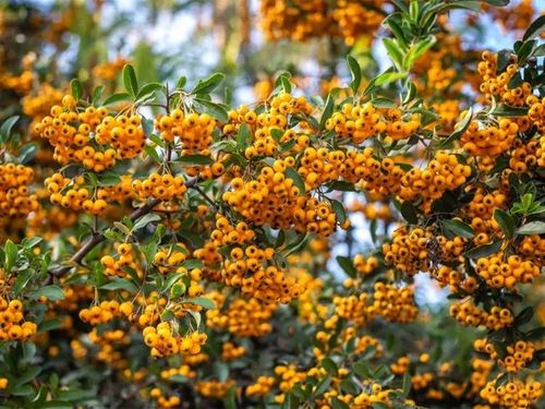 Ognik szkarłatny SOLEIL D'OR Żółty Miododajny Na żywopłot Duże sadzonki C2 na Arena.pl