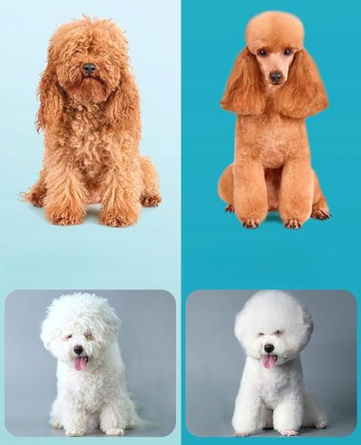 Profesjonalna Maszynka Do Strzyżenia Psów Psa Zwierząt Cicha Bezprzewodowa na Arena.pl