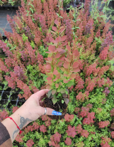 Berberys Thunberga RED PILLAR 10-30cm Ognisty Krzew Sadzonka na Arena.pl